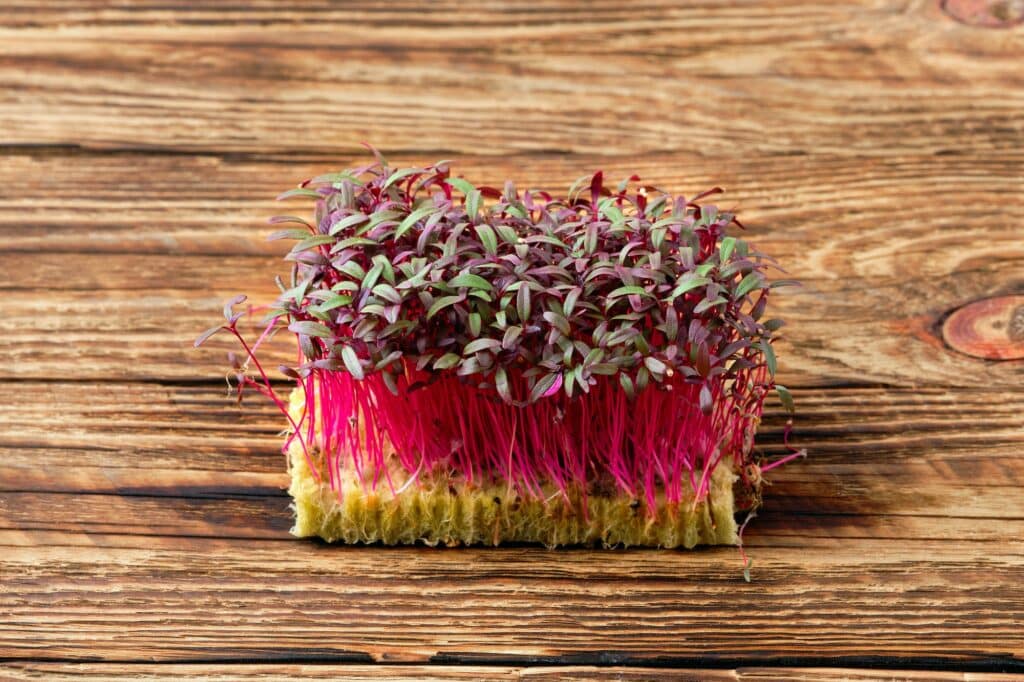 Amaranth-Microgreens mit pinkfarbenen Stängeln auf einer Anzuchtmatte auf Holz