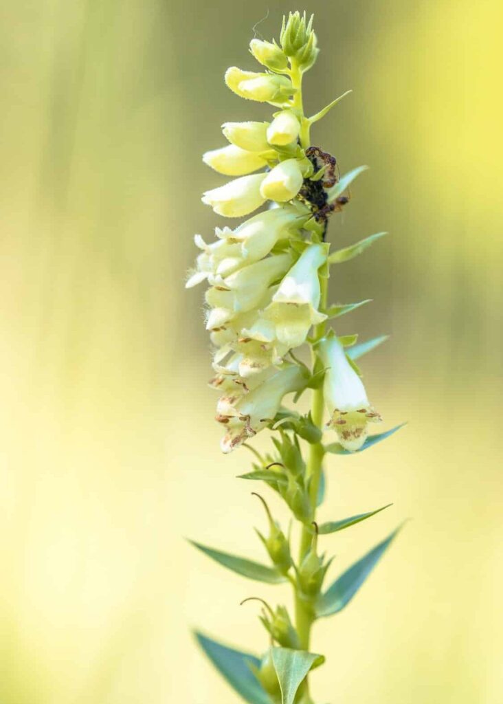 Náprstník velkokvětý (digitalis grandiflora)