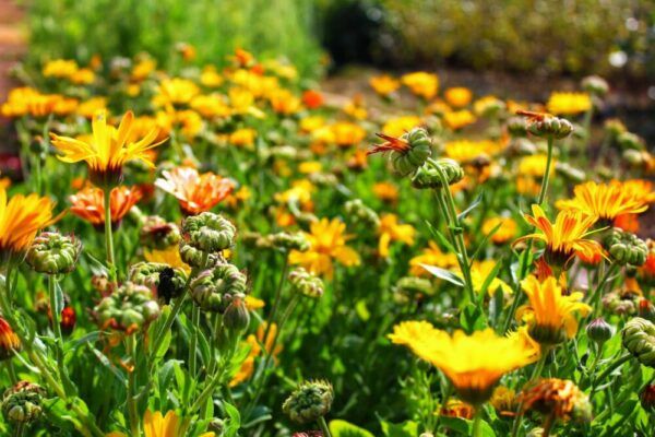 Měsíček lékařský 1 Pole kvetoucího měsíčku lékařského (Calendula officinalis) s oranžovými květy
