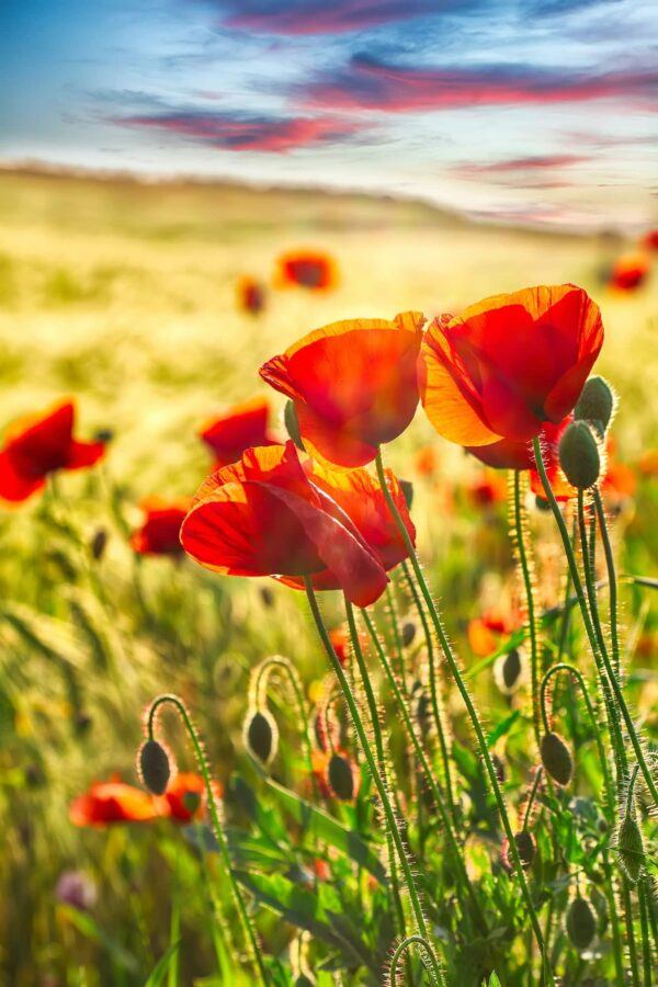 Mák 2 Vlčí mák (Papaver rhoeas) se sytě červenými květy