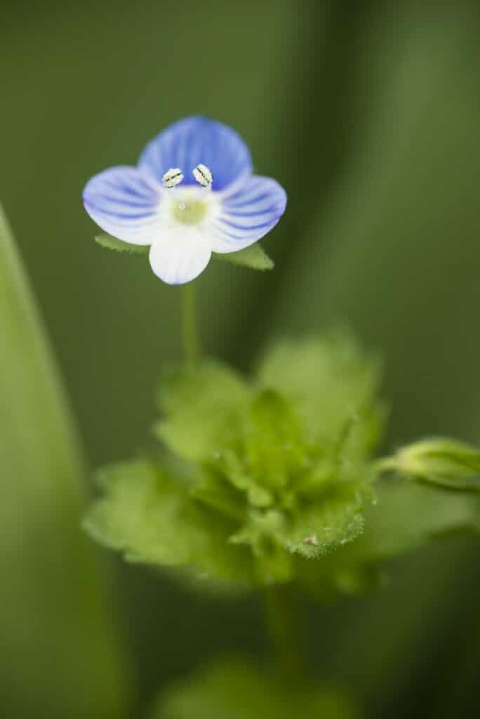 Veronica persica flower, birdeye speedwell