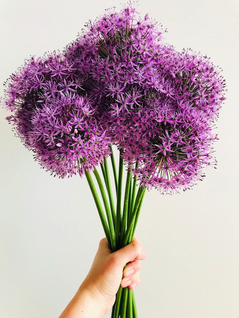 Woman holding a bouquet of giant allium