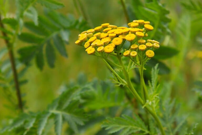 Vratič obyčajný (Tanacetum vulgare) – žltý chocholík drobných úborov nad perovito zloženými listami