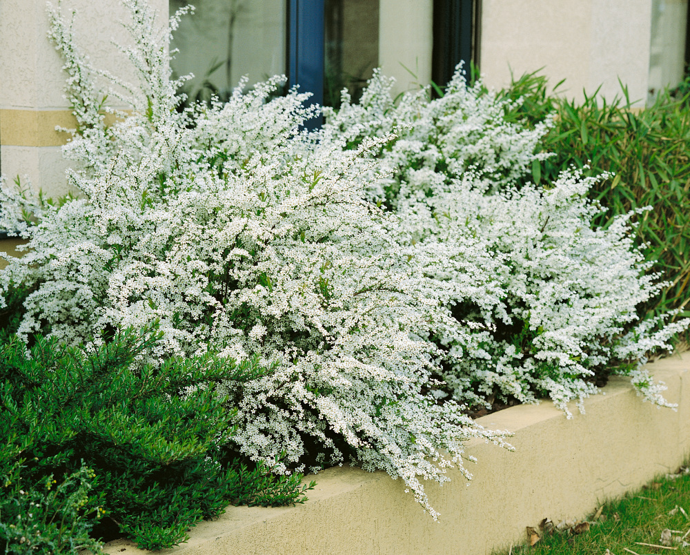 Tavolník Thunbergův (Spiraea thunbergii)​