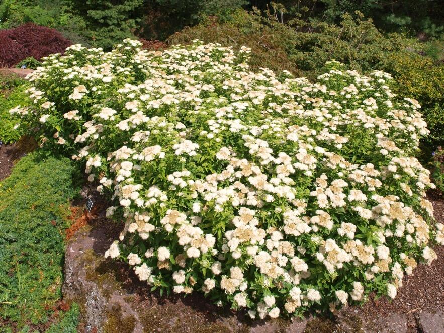 Spiraea albiflora