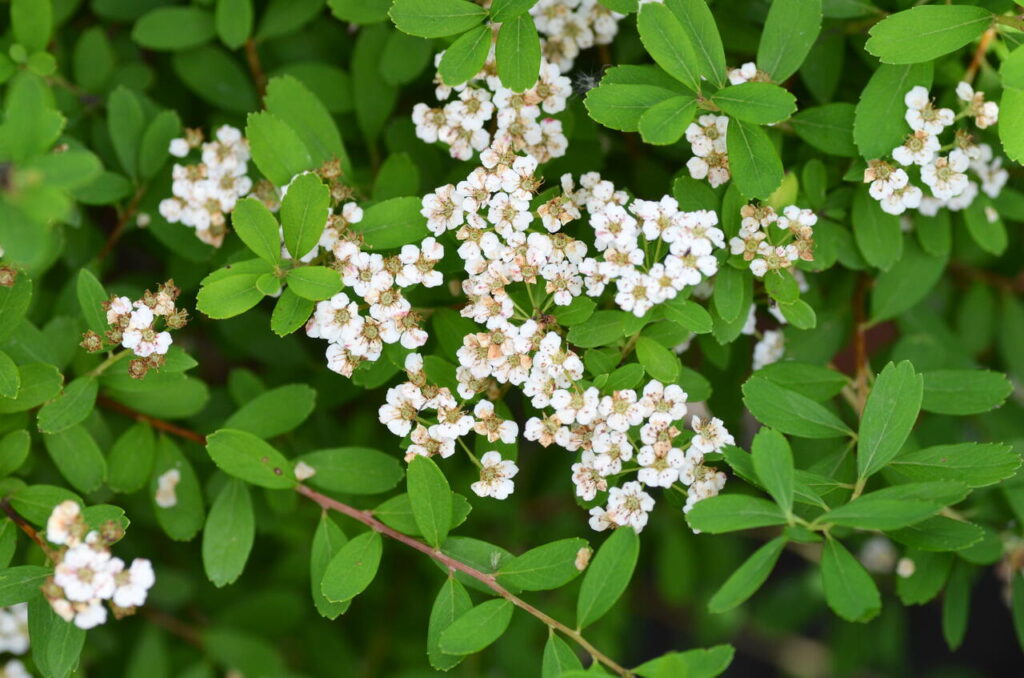 Tavolník niponský (Spiraea nipponica)​