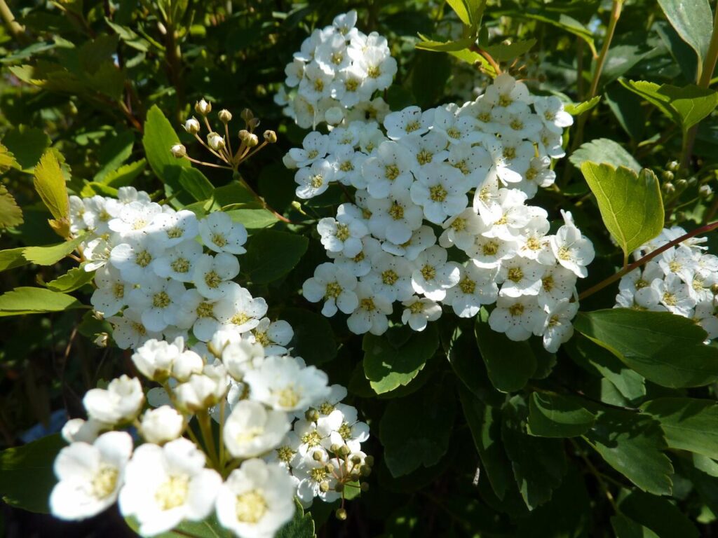 Tavolník van Houtteův (Spiraea × vanhouttei)​