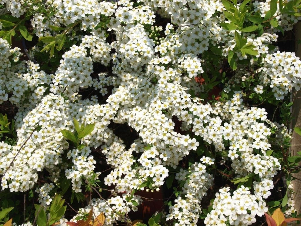 Tavolník význačný (Spiraea × arguta)​