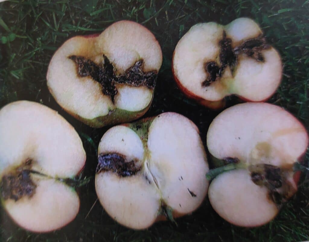 Obaleč jablečný - poškození na plodech