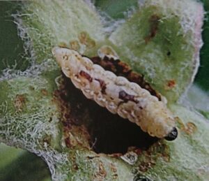 Housenka/larva květopase jabloňového