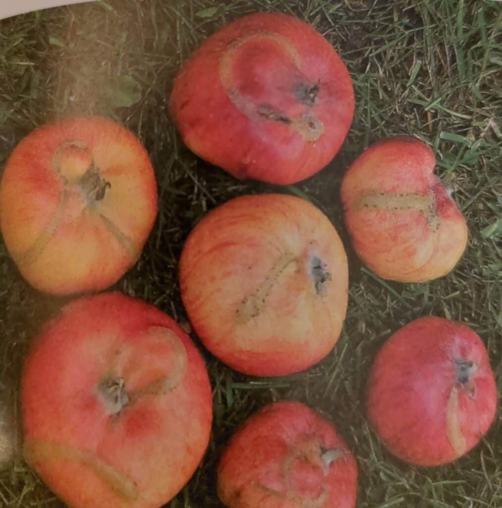 Pilatka jablečná - spirálové jizvy na jablkách