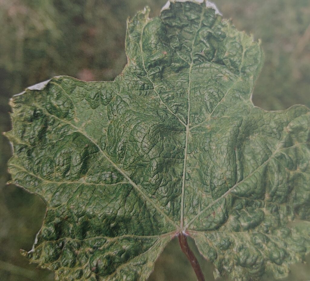 Hálčivec révový - zkadeřený list révy