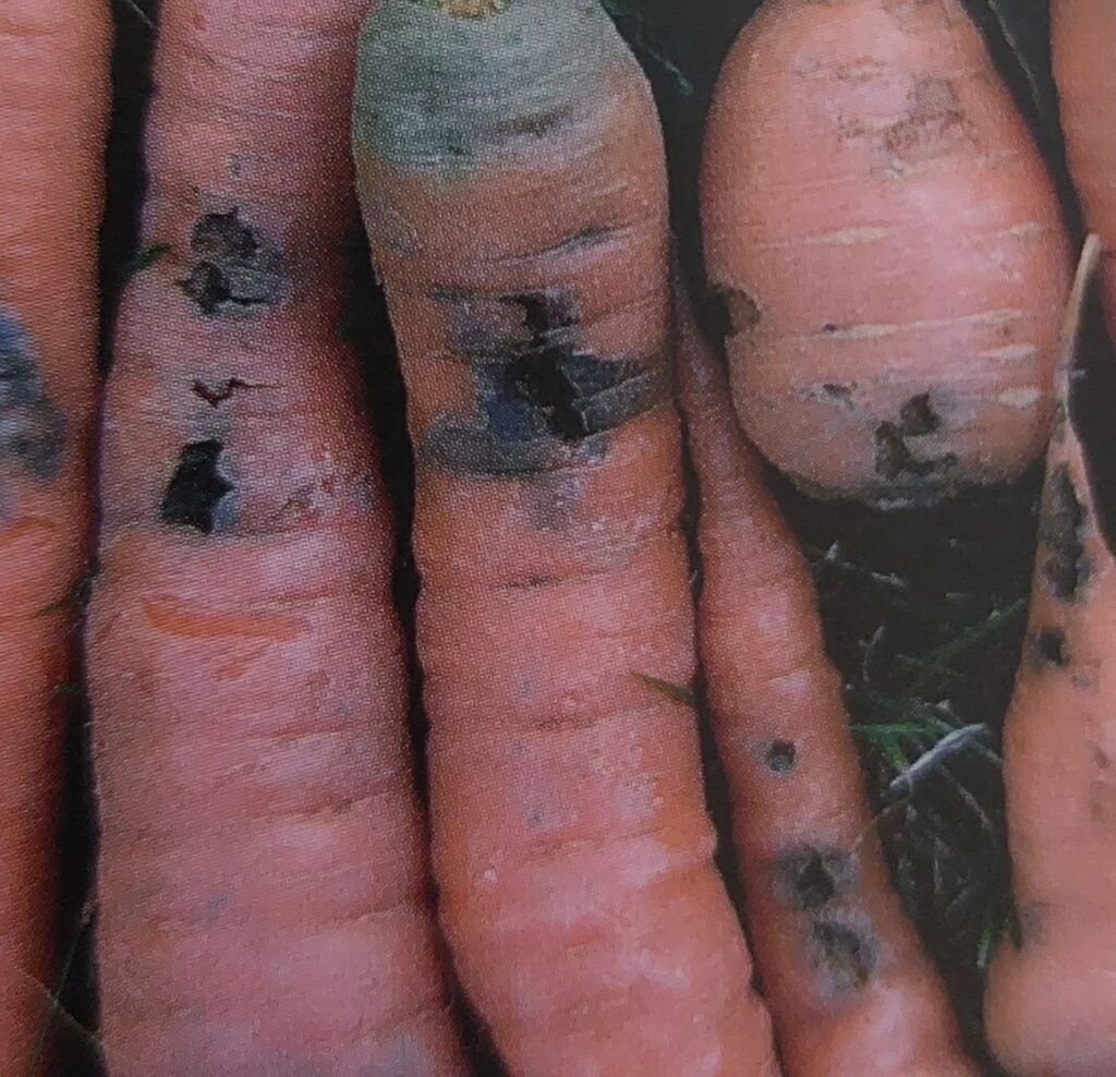 Pochmurnatka mrkvová - poškozené mrkve