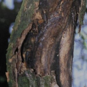 Korová nekróza - rozvinutá na kmeni meruňky