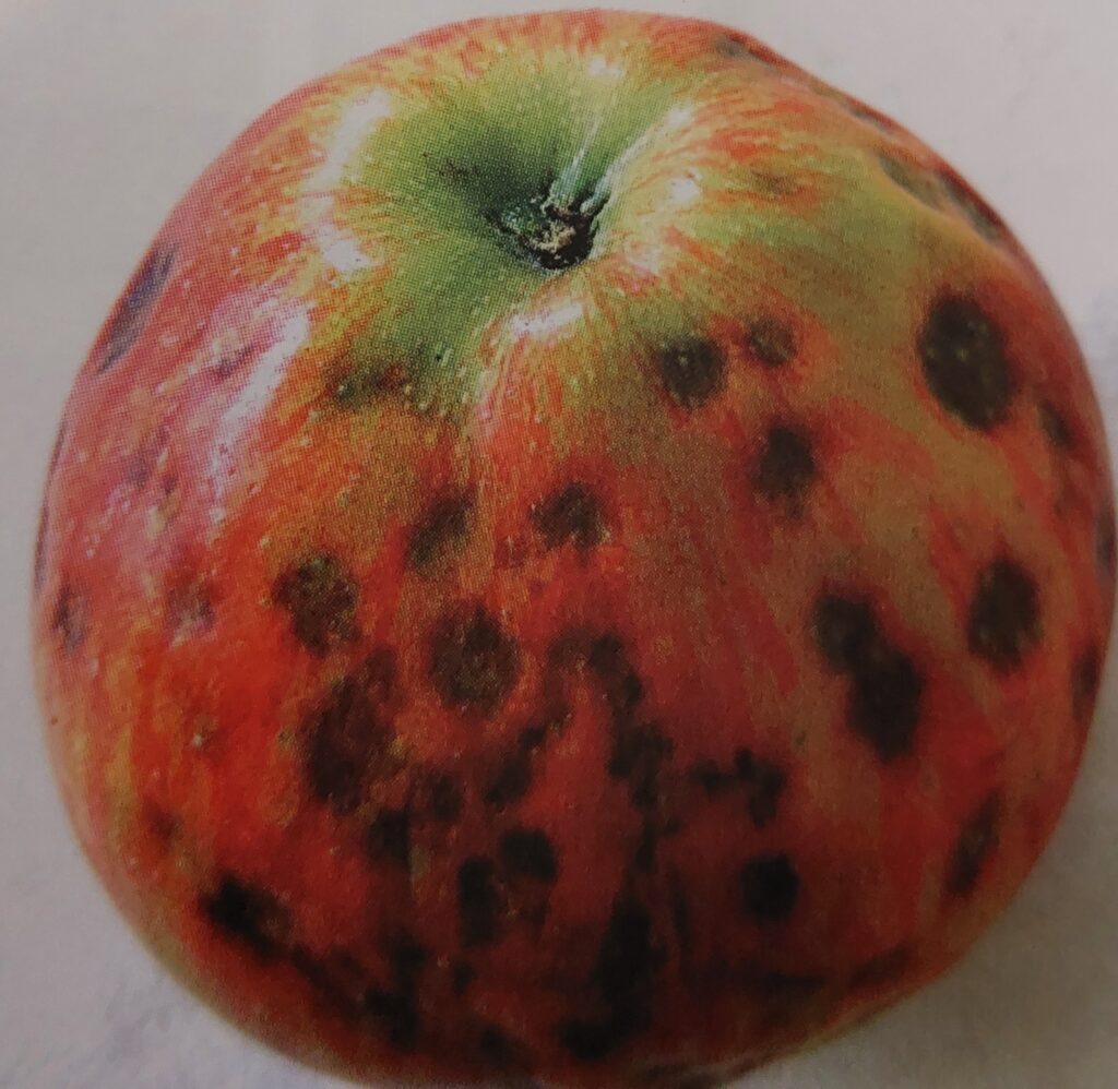 Hořká skvrnitost jablek - skvrny na povrchu plodu