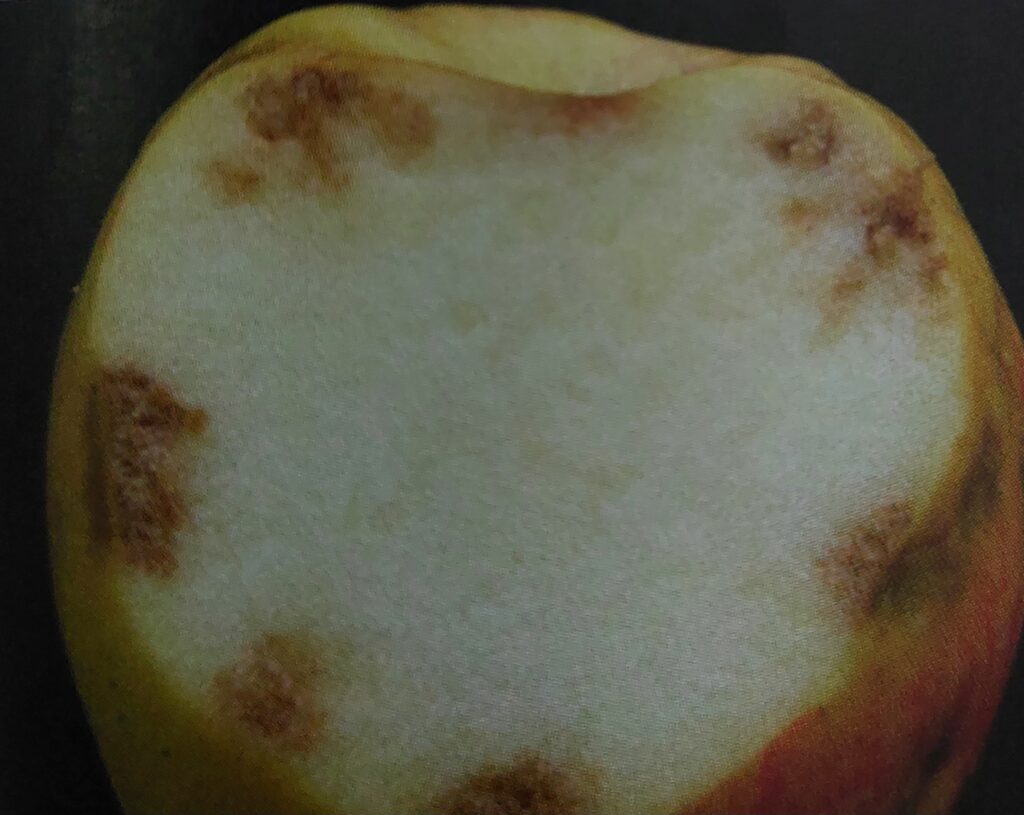 Hořká skvrnitost jablek - řez plodem