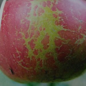 Padlí jabloně - tzv. síťovitá rzivost slupky