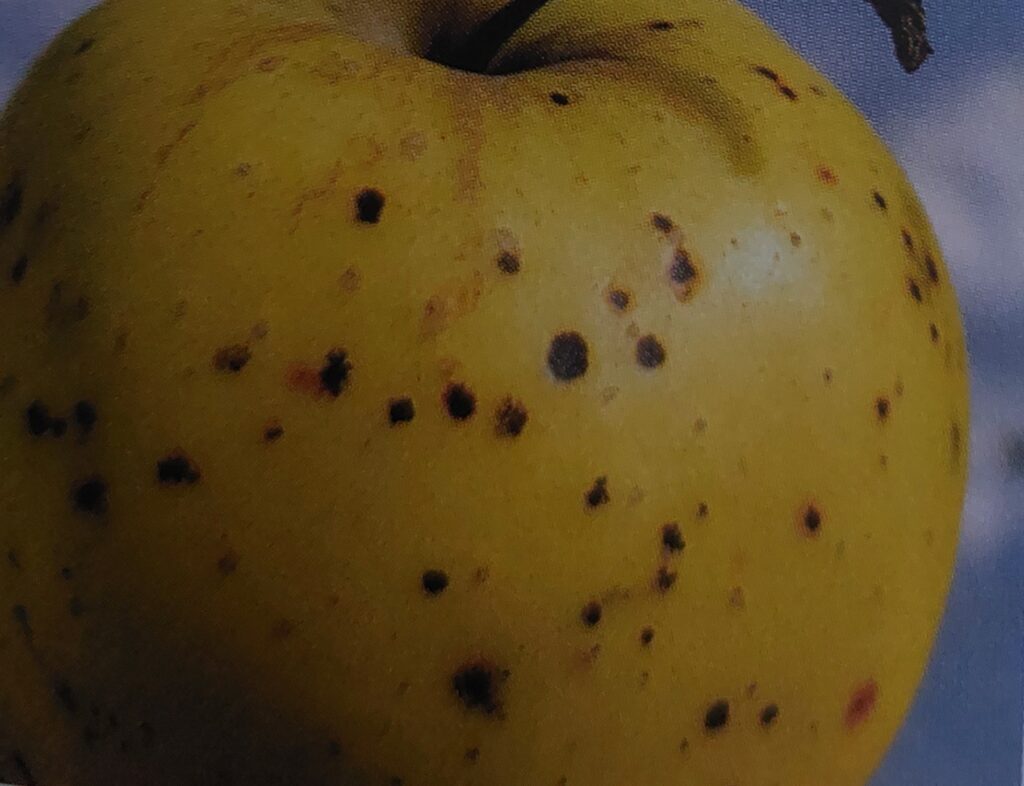 Strupovitost jabloně - napadený plod při skladování