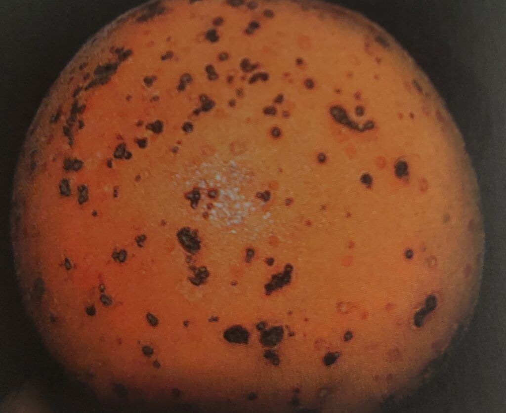 Strupovitost peckovin na plodu meruňky