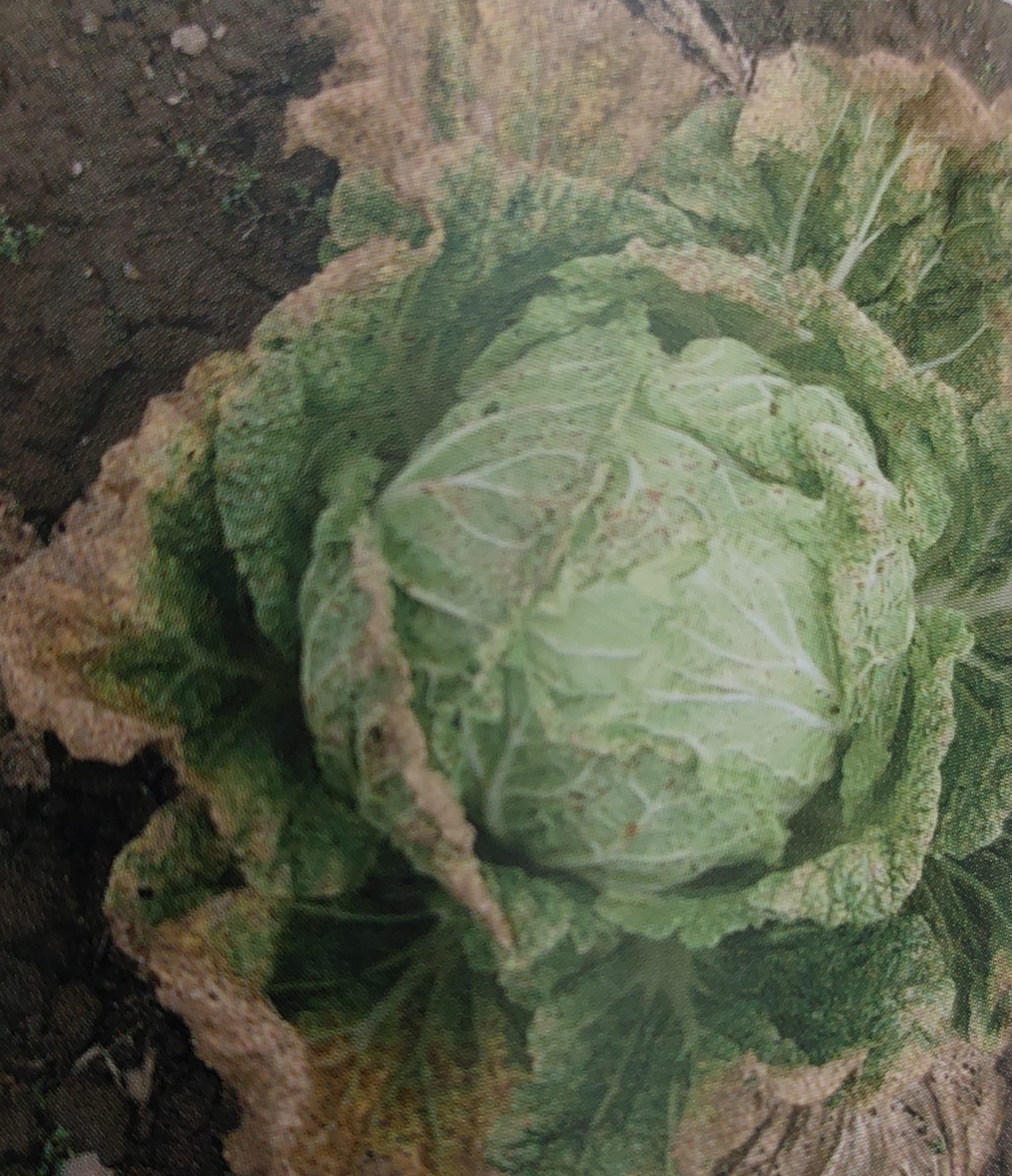 Alternaria-Blattfleckenkrankheit – beschädigter Chinakohl
