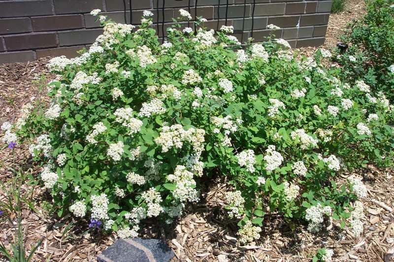 Tavolník poléhavý (Spiraea decumbens)​