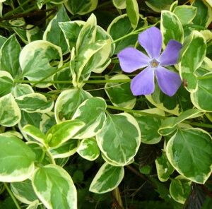 Brčál větší (Vinca major)