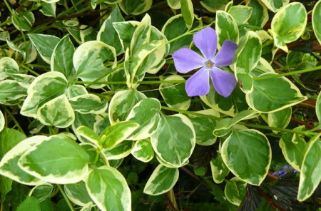 Barvínek 851 Brčál větší (Vinca major)