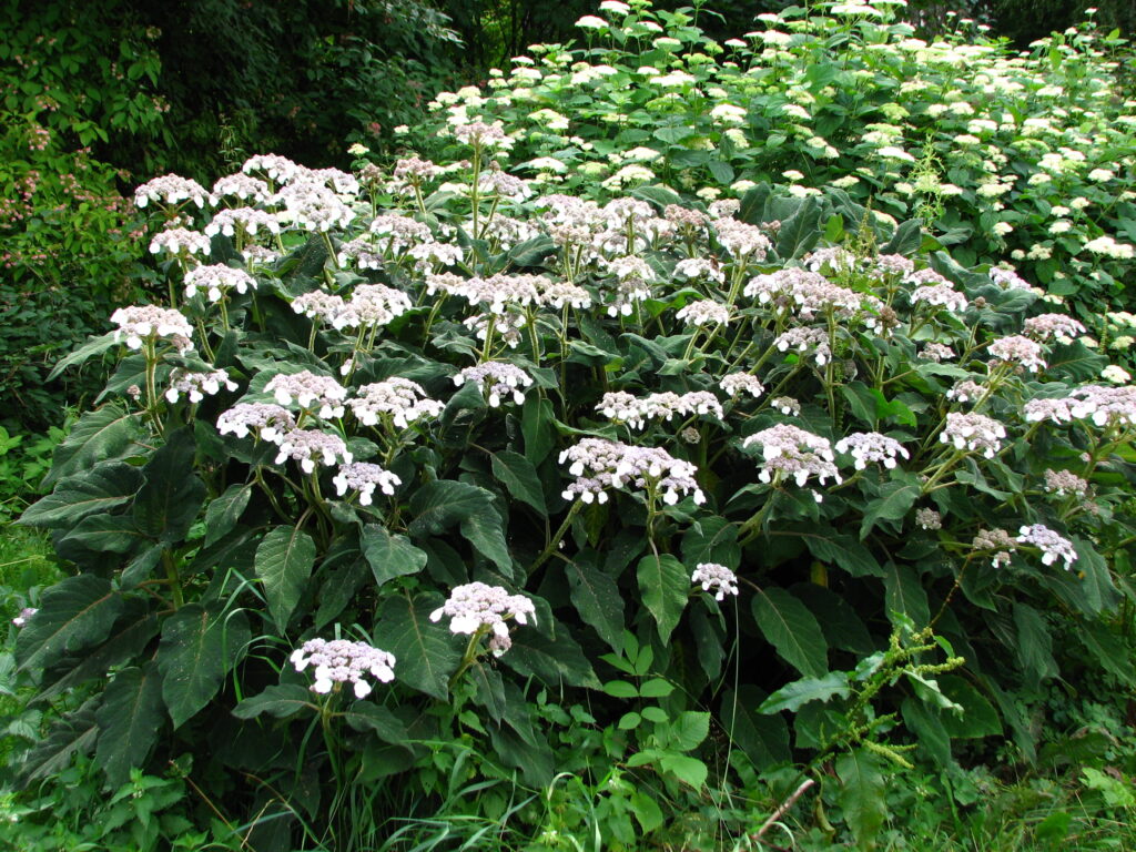 Hortenzie drsná (Hydrangea aspera ssp. sargentiana)