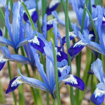 Iris síťkovaný - Iris reticulata