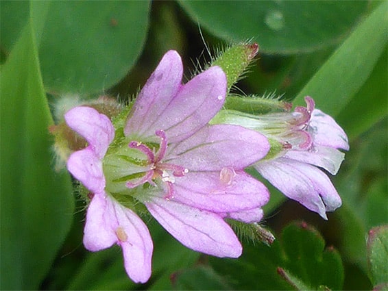 Kakost maličký - Geranium pusillum