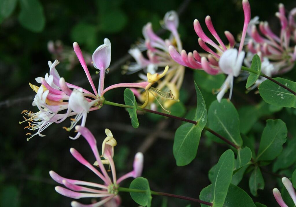 Lonicera x americana (L. capri- folium x L. etrusca)