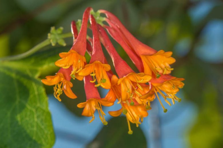 Lonicera x brownii (L. hirsuta × L. sempervirens)