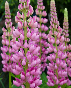 Výsadba dřevin: kompletní průvodce od přípravy po povýsadbovou péči 14 Lupina, vlčí bob (Lupinus)