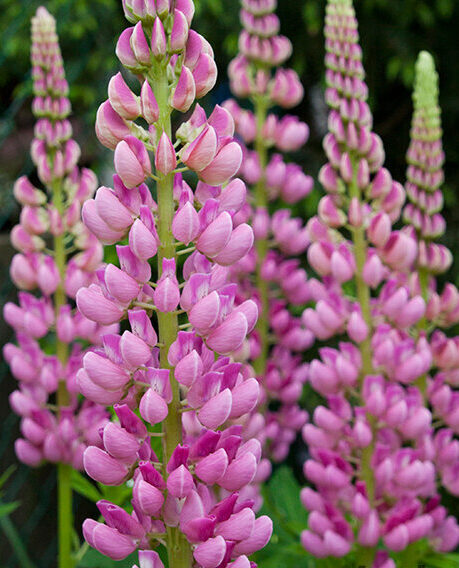 Lupina 838 Lupina, vlčí bob (Lupinus)