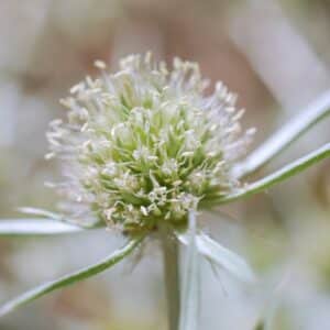 Kotúč poľný (Eryngium campestre) so sivozelenými ostnitými listami na suchom trávniku.