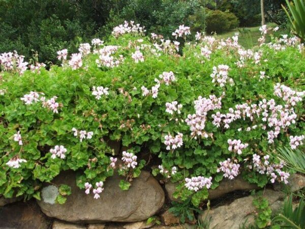 Muškáty 6 Muškát převislý Pelargonium peltatum s růžovými květy přepadávající přes okraj truhlíku