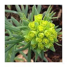 Pryšec chvojka - Euphorbia cyparissias