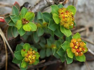 Mokřadní rostliny: přehled trvalek do vlhké zahrady 95 Pryšec hlavičkovitý (Euphorbia capitulata)