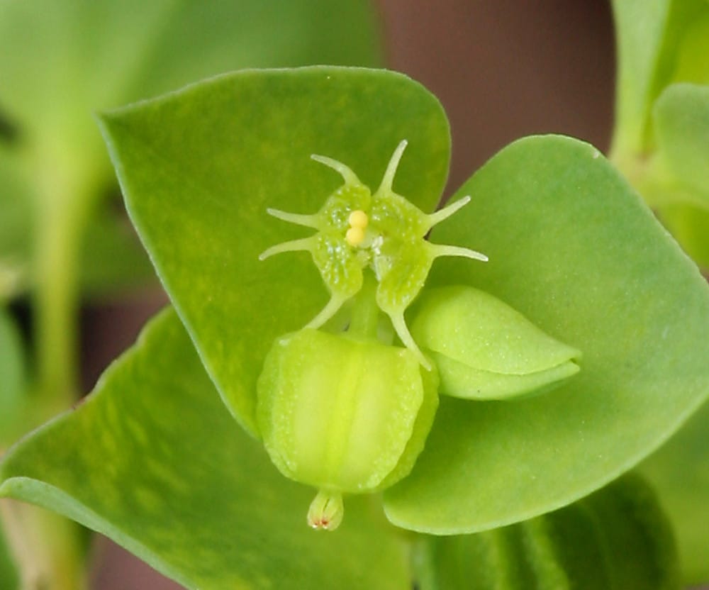 Pryšec okrouhlý - Euphorbia peplus