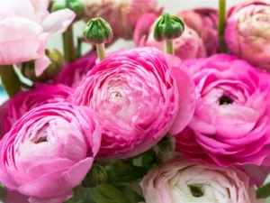 Luční květiny: pestré druhy pro vaši loučku 5 Pryskyřník (Ranunculus)