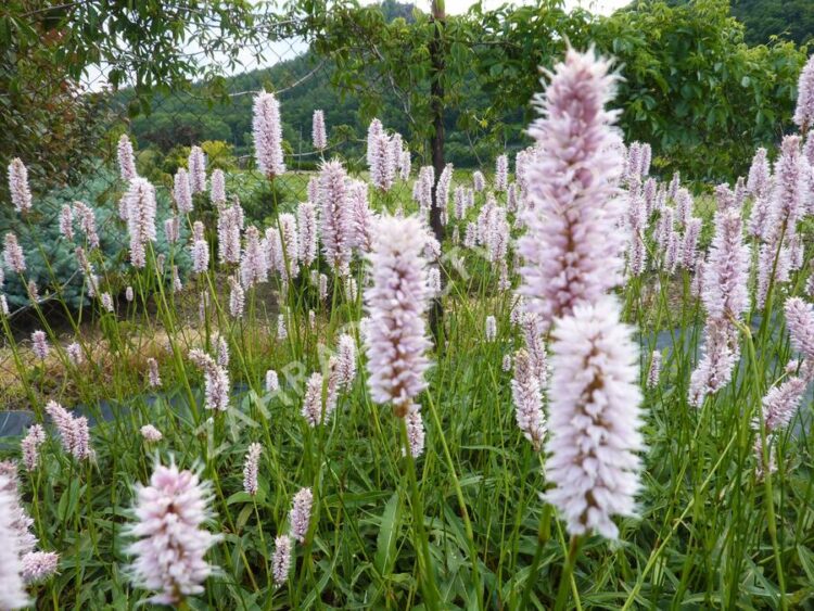 Rdesno hadí kořen (Persicaria bistorta)