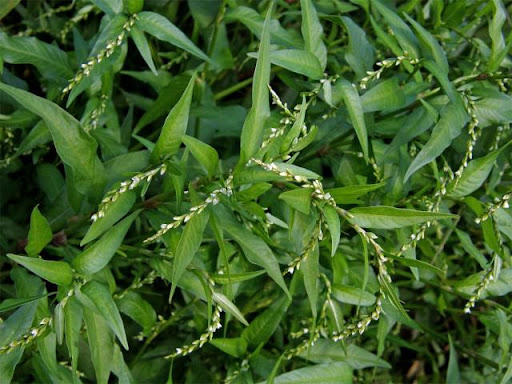 Rdesno hadovník (Persicaria hydropiper)