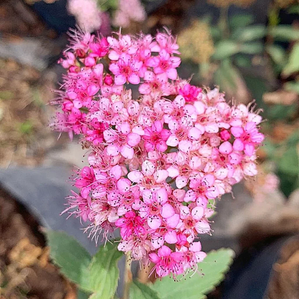 Tavolník Bumaldův (Spiraea × bumalda)​