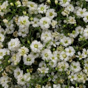 Šater 6 Šater zední (Gypsophila muralis) se světle růžovými kvítky
