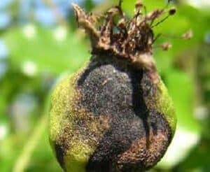 Plodomorka hrušková - poškozený mladý plod