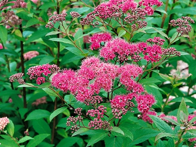 Spiraea japonica