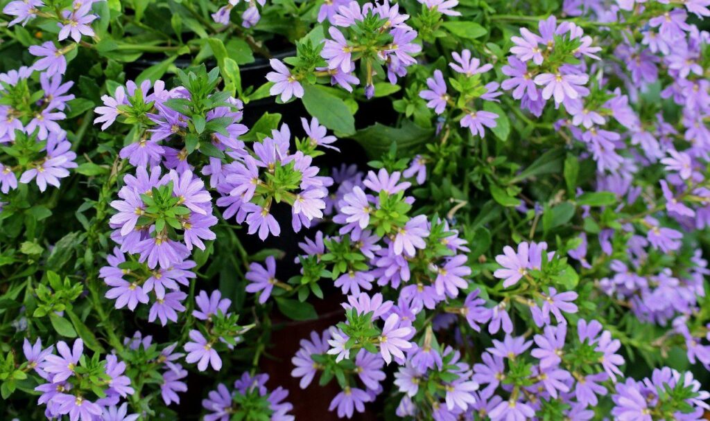 Vějířovka 2 Vějířovka nezlomná (Scaevola humilis)
