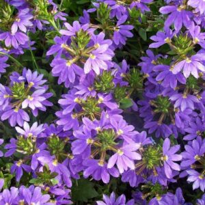Vějířovka převislá (Scaevola aemula)