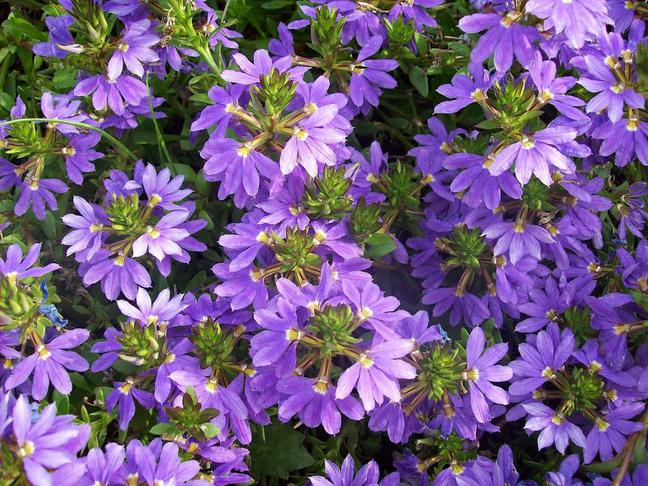 Vějířovka 1 Vějířovka převislá (Scaevola aemula)