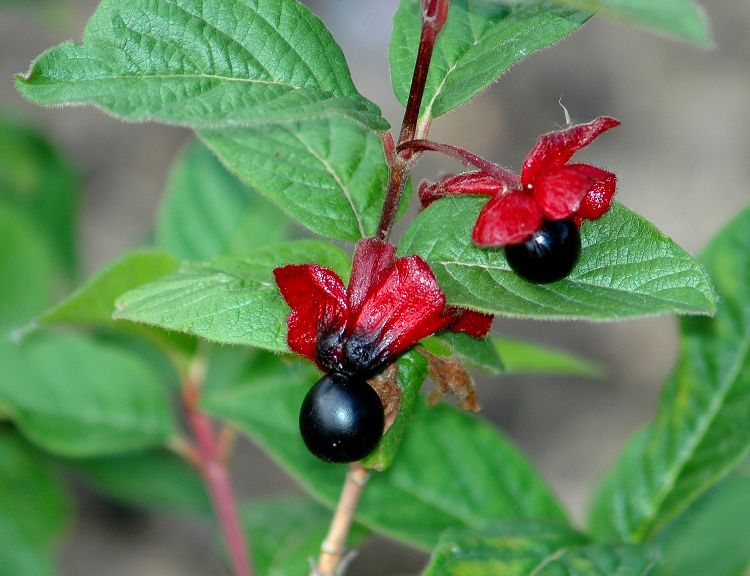 Zimolez Ledebourův (Lonicera ledebourii)